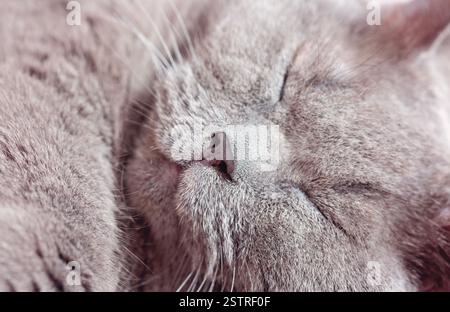 Il gatto inglese adulto grigio dorme dolcemente. Concetto di armonia e tranquillità Foto Stock