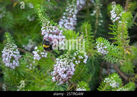 Bumblebee Foraging, heather Foto Stock