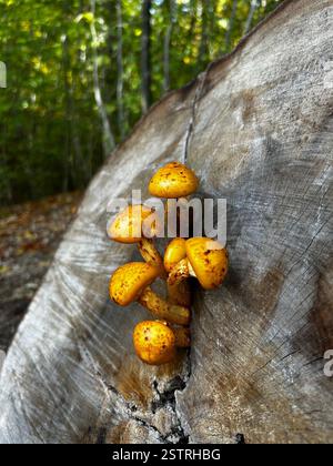 Gemme nascoste della foresta! Questi vibranti funghi arancioni portano un tocco di magia nel bosco, le piccole sorprese della natura che aspettano di essere scoperte. Foto Stock