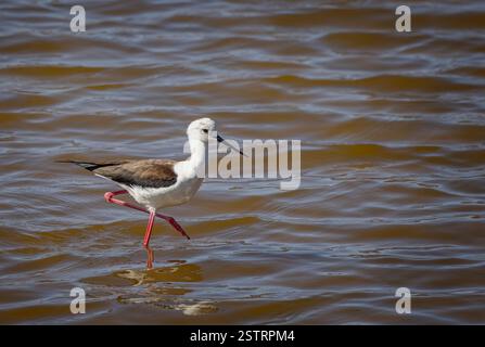Primo piano di un guado alato nero nelle acque salate di Salinas de Janubio, Lanzarote, Spagna, il 7 febbraio 2025 Foto Stock