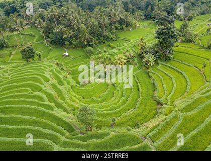 Vista aerea di terrazze di riso a Bali Foto Stock