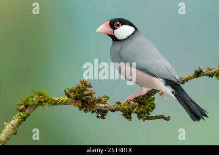 Passero di Giava, Lonchura oryzivora Foto Stock