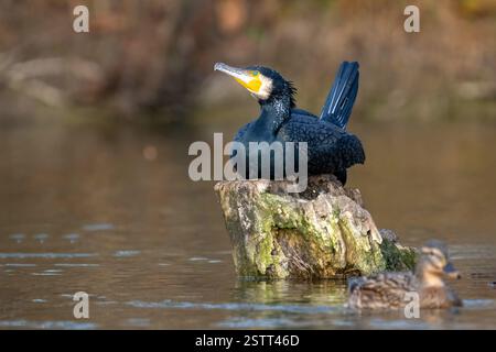 Cormorano Phalacrocorax carbo. Cormorano nell'habitat, sulla riva del fiume. Primo piano. Un uccello sta riposando seduto su un tronco. Foto Stock
