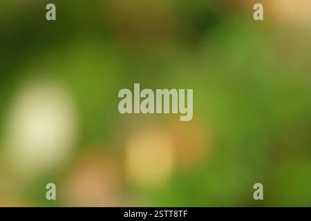 Sfocatura astratta delle luci bokeh verdi e dorate che creano un effetto di sfocatura sognante Foto Stock