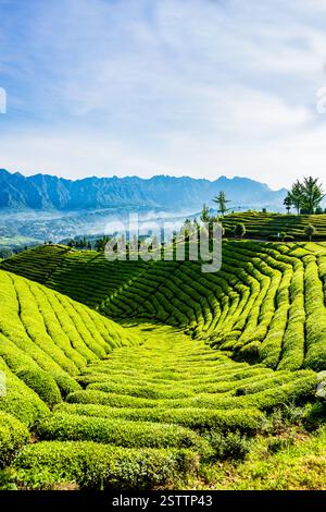 Muershan Tea Garden, Zouma Town, Hefeng County, Enshi, Hubei Foto Stock