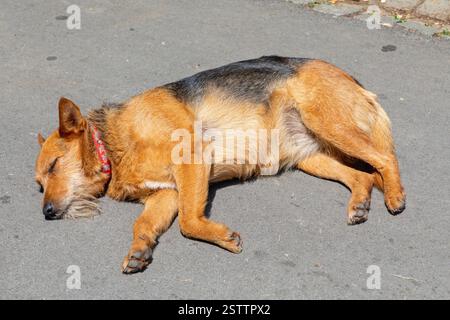 Cane per prendere il sole Foto Stock