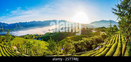 Muershan Tea Garden, Zouma Town, Hefeng County, Enshi, Hubei Foto Stock