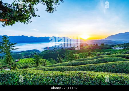 Muershan Tea Garden, Zouma Town, Hefeng County, Enshi, Hubei Foto Stock