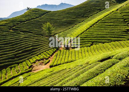 Muershan Tea Garden, Zouma Town, Hefeng County, Enshi, Hubei Foto Stock