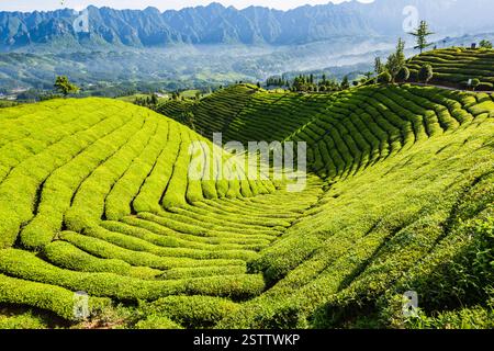 Muershan Tea Garden, Zouma Town, Hefeng County, Enshi, Hubei Foto Stock