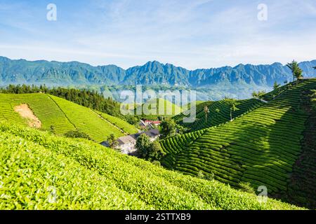 Muershan Tea Garden, Zouma Town, Hefeng County, Enshi, Hubei Foto Stock