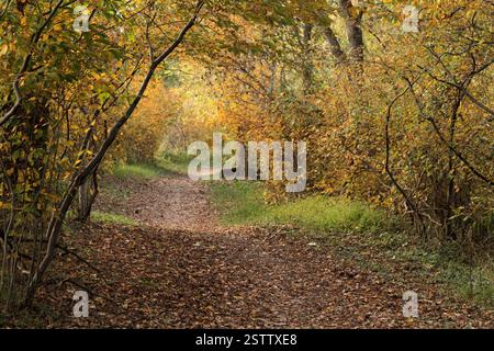 Virginia, U.S.A. Path in una foresta decidua a fine ottobre. Foto Stock