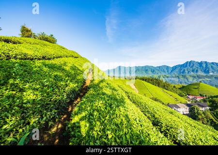 Muershan Tea Garden, Zouma Town, Hefeng County, Enshi, Hubei Foto Stock