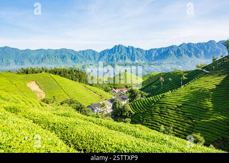Muershan Tea Garden, Zouma Town, Hefeng County, Enshi, Hubei Foto Stock