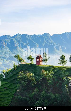 Muershan Tea Garden, Zouma Town, Hefeng County, Enshi, Hubei Foto Stock