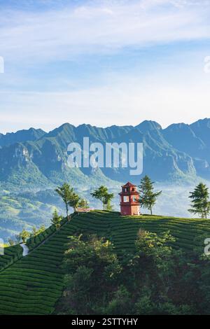 Muershan Tea Garden, Zouma Town, Hefeng County, Enshi, Hubei Foto Stock
