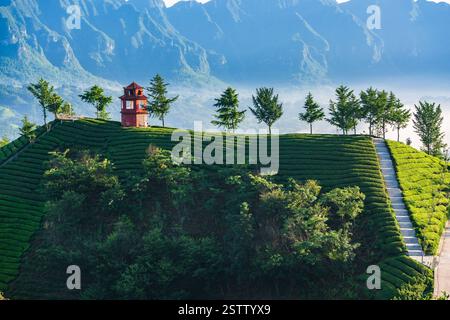 Muershan Tea Garden, Zouma Town, Hefeng County, Enshi, Hubei Foto Stock