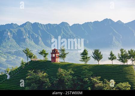Muershan Tea Garden, Zouma Town, Hefeng County, Enshi, Hubei Foto Stock