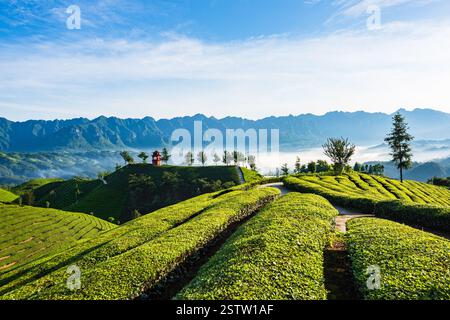 Muershan Tea Garden, Zouma Town, Hefeng County, Enshi, Hubei Foto Stock