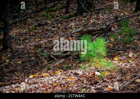 Un giovane pino verde bagnato dalla luce del sole si erge contro il suolo scuro della foresta, circondato da foglie e rami caduti. Foto Stock