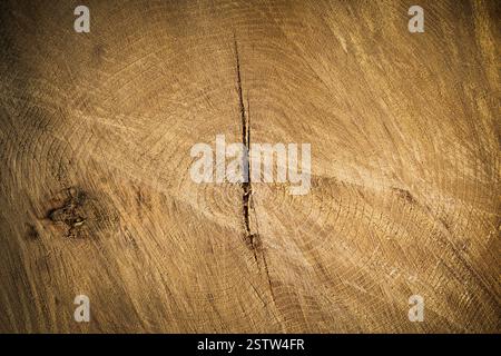 Sfondo sezione trasversale tronco albero Foto Stock