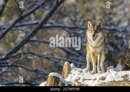 Una femmina adulta di lupo grigio (Canis lupus lupus) si erge sull'albero caduto coperto di neve ai margini di una foresta in una giornata fredda e soleggiata Foto Stock