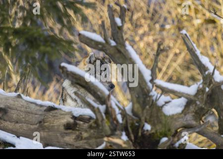Un lupo grigio maschio adulto (Canis lupus lupus) riposa dietro le radici innevate di un albero caduto ai margini di una foresta in una giornata fredda e soleggiata Foto Stock