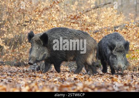 Cinghiale, cinghiale (Sus scrofa) due dollari e cinghiale giovane in cerca di cibo nella foresta, in Germania, in Europa Foto Stock