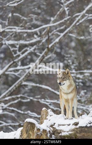 Una femmina adulta di lupo grigio (Canis lupus lupus) si erge sull'albero caduto coperto di neve ai margini di una foresta in una giornata fredda e soleggiata Foto Stock