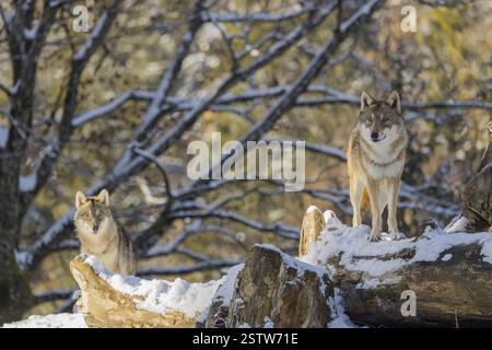 Due lupi grigi (Canis lupus lupus) sorgono sull'albero caduto coperto di neve ai margini di una foresta in una giornata fredda e soleggiata Foto Stock