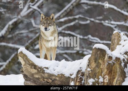 Una femmina adulta di lupo grigio (Canis lupus lupus) si erge sull'albero caduto coperto di neve ai margini di una foresta in una giornata fredda e soleggiata Foto Stock