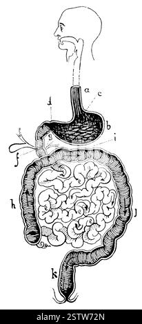 Apparato digerente umano. Illustrazione del 19 ° secolo. Germania. Sfondo bianco. Foto Stock