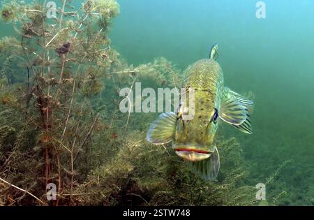 Vista frontale ravvicinata del luccio europeo (Esox lucius) pesci predatori in piedi nel lago acque dolci che si nascondono a bassa profondità accanto alle piante acquatiche acqua Foto Stock