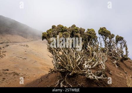 Paesaggio lunare sull'altopiano di Teno (Paisaje Lunar EN Teno alto). Tenerife. Isole Canarie. Spagna. Foto Stock