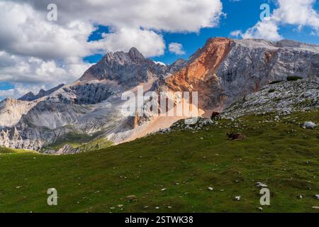 La tranquilla mucca si trova in un prato verdeggiante circondato da vette mozzafiato delle Alpi dolomitiche. Scenario perfetto di tranquillità rurale e bellezza alpina. Foto Stock