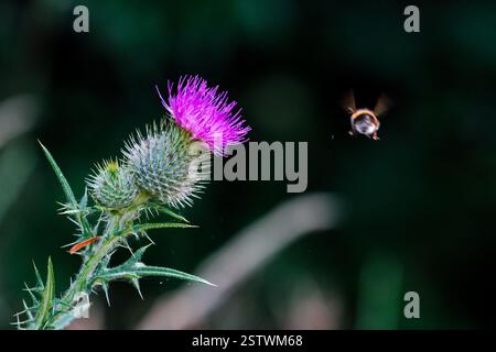 Flying bumblebee si avvicina alla testa del cardo viola su sfondo scuro Foto Stock