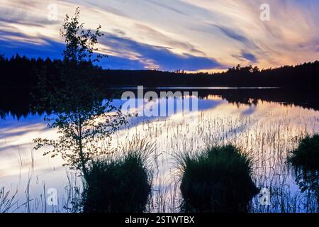 Atmosfera suggestiva accanto a un lago nella foresta nell'ora blu una tranquilla notte d'estate Foto Stock