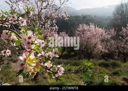 I mandorli fioriscono con bokeh di paesaggio con alberi di mandorlo e montagne retroilluminate, Alcoy, Spagna Foto Stock