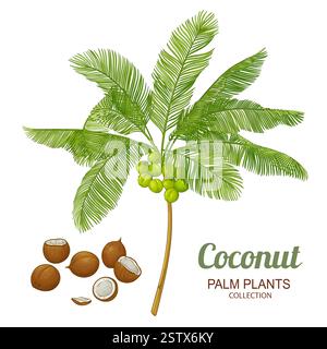 Illustrazione dettagliata del colore del palmo di cocco Illustrazione Vettoriale