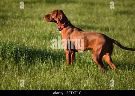 Vizsla Dog che punta nel campo d'erba Foto Stock