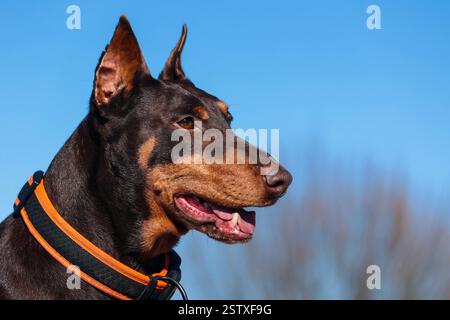 Primo piano della testa di un cane Doberman con bocca aperta e sguardo fisso Foto Stock