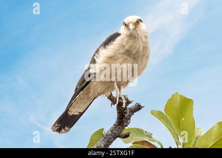 Caracara dalla testa gialla, Cerrado, Savannah brasiliana, Brasile Foto Stock