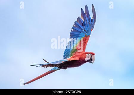 Macaws rosse e verdi, Buraco das Araras, la più grande dolina del Sud America, Macaws Hole, (Nest), Bonito, Mato grosso do sul, Brasile Foto Stock