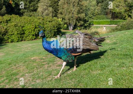 Pavone maschile, Pavo cristatus, nei giardini dello Swiss Garden, Old Warden, Bedfordshire, Regno Unito Foto Stock
