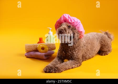 Cane carino con cuffia da doccia e altri accessori da bagno su sfondo arancione Foto Stock