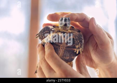 Le mani maschili forti colpiscono delicatamente la tartaruga. Collegamento all'animale domestico. Primo piano. Il giorno di Turtle Foto Stock