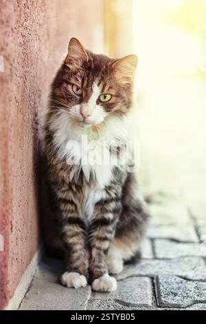 Ritratto di un gatto multicolore seduto per strada, guardando la fotocamera Foto Stock