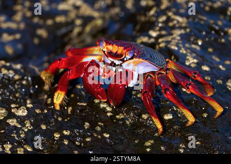 Granchio rosso (Grapsus adscensionis) per adulti dai colori intensi su barnacoli rocciosi Foto Stock