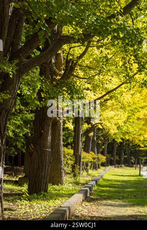 Strada alberata nel Parco Nakajima a Chuo Ward, Sapporo City, Hokkaido, Giappone Foto Stock