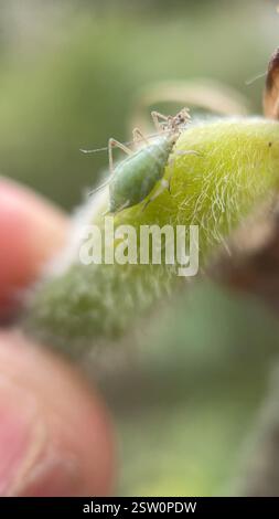 Lupine Aphid (Macrosiphum albifrons), Insecta, Queen's Park, New Westminster, BC, CA, trovato su un lupino dalle foglie grandi. Foto Stock